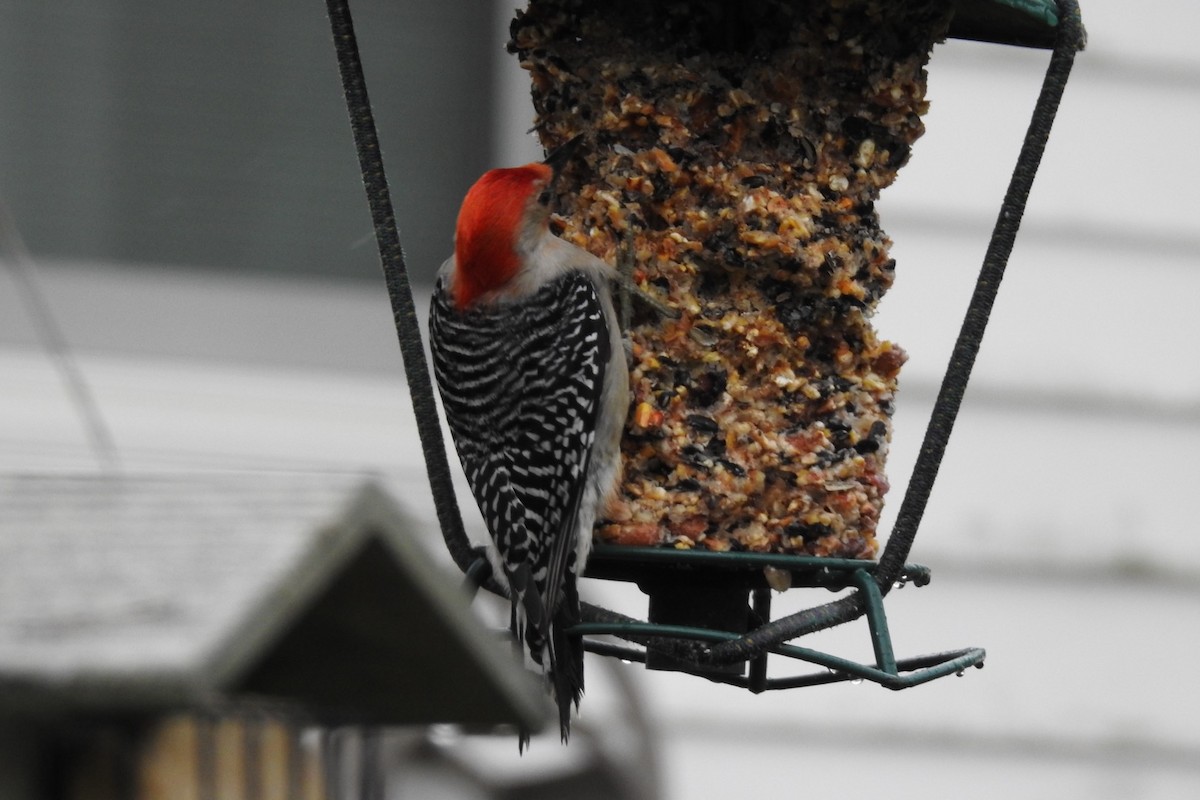 Red-bellied Woodpecker - ML442723571