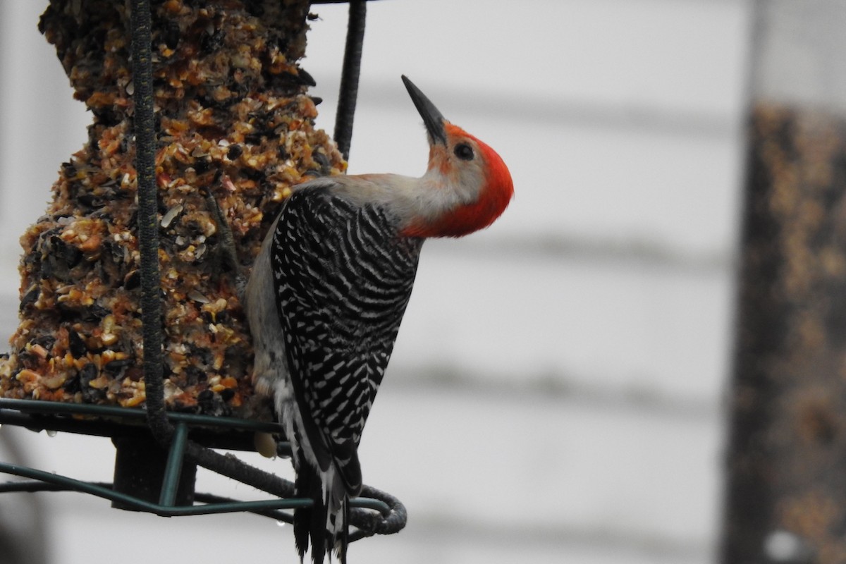 Red-bellied Woodpecker - ML442723701
