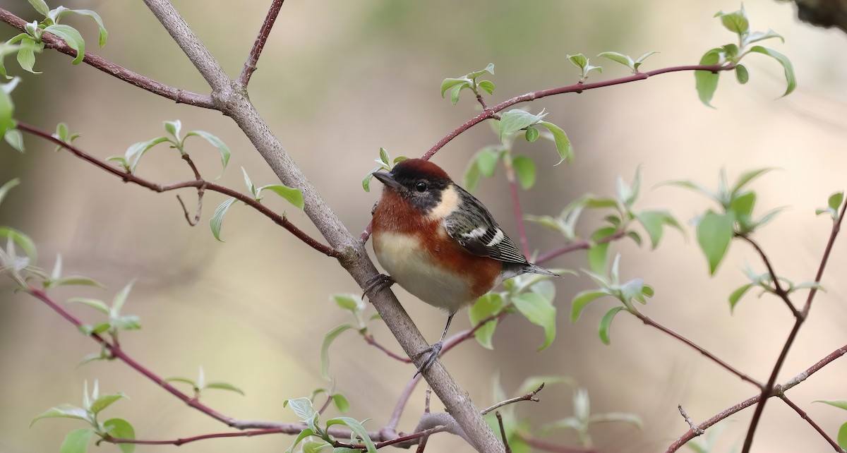 Bay-breasted Warbler - David Patterson