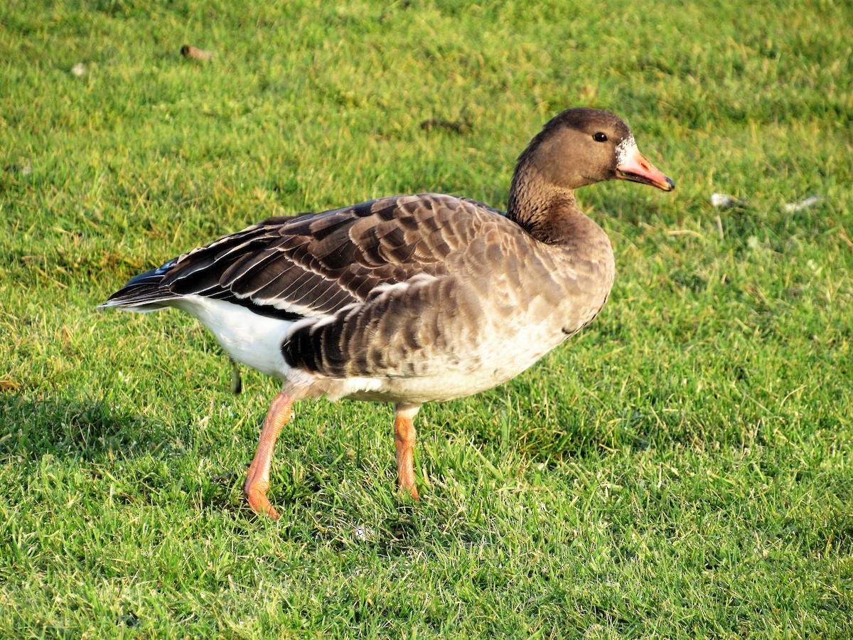 Greater White-fronted Goose - ML44273011
