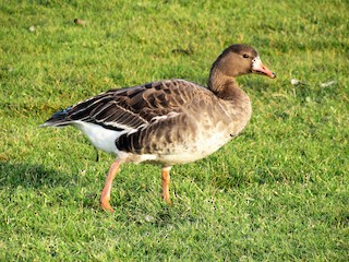 Greater White-fronted Goose, ML44273011