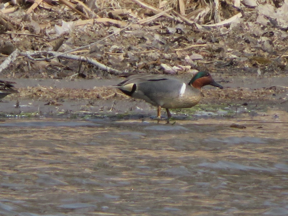 Green-winged Teal - ML442733041