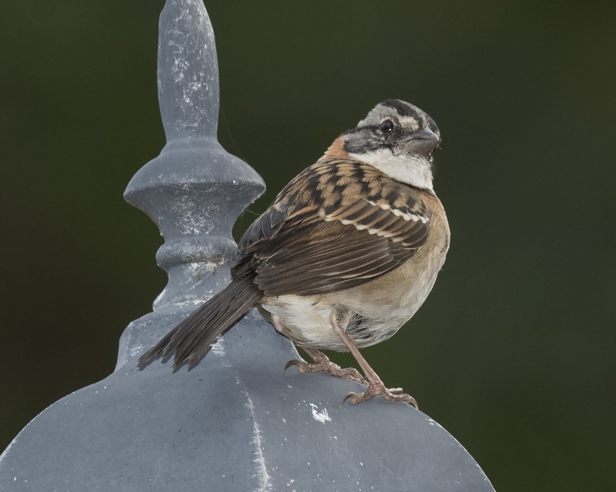 Rufous-collared Sparrow - ML44273821