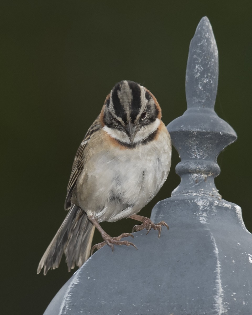 Rufous-collared Sparrow - ML44273831