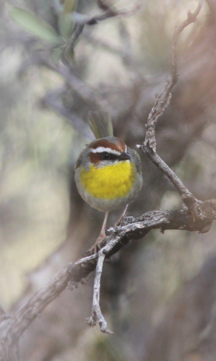 Rufous-capped Warbler - ML44274021