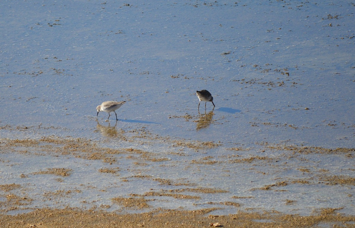 Red Knot - ML44274441