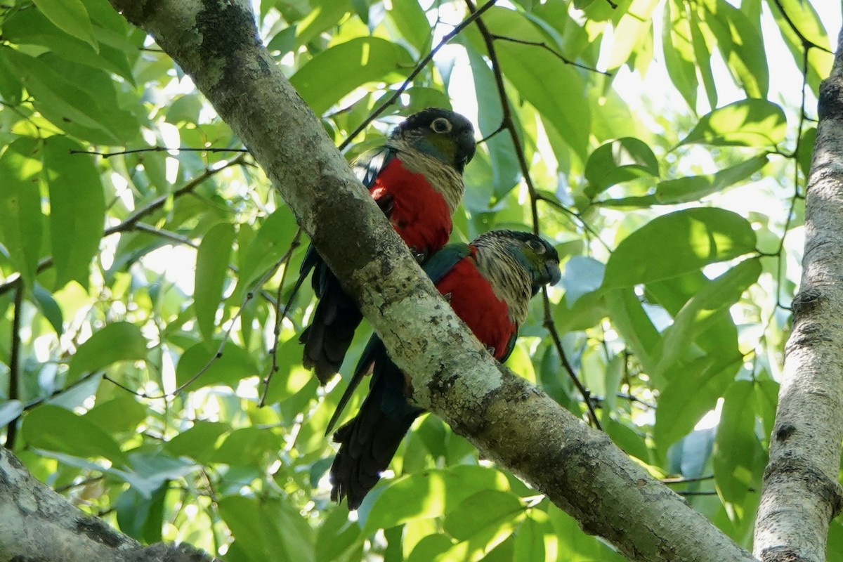 Crimson-bellied Parakeet - ML442744521