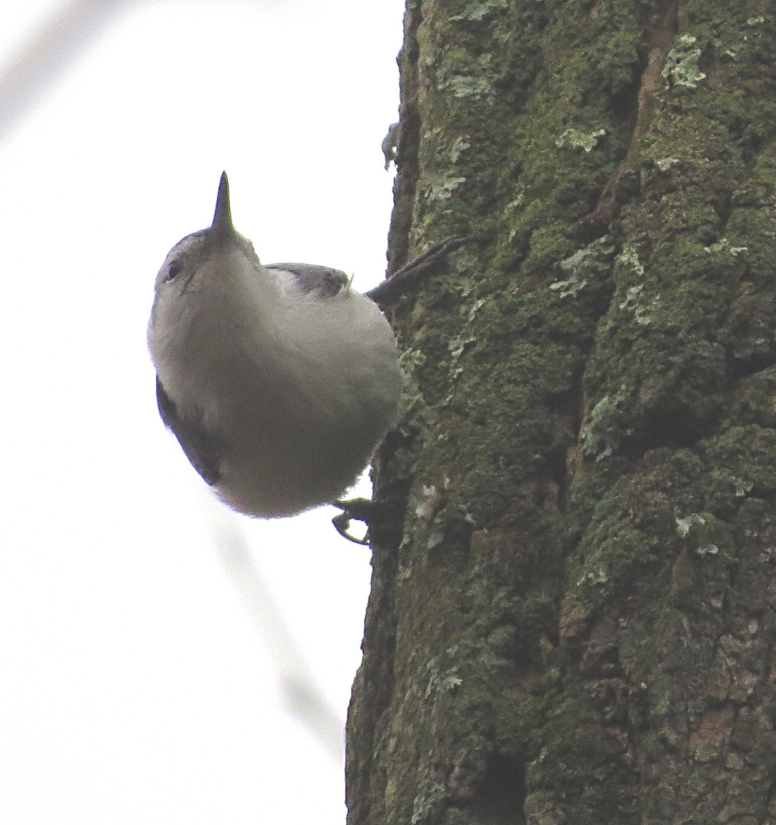 White-breasted Nuthatch - ML44275201
