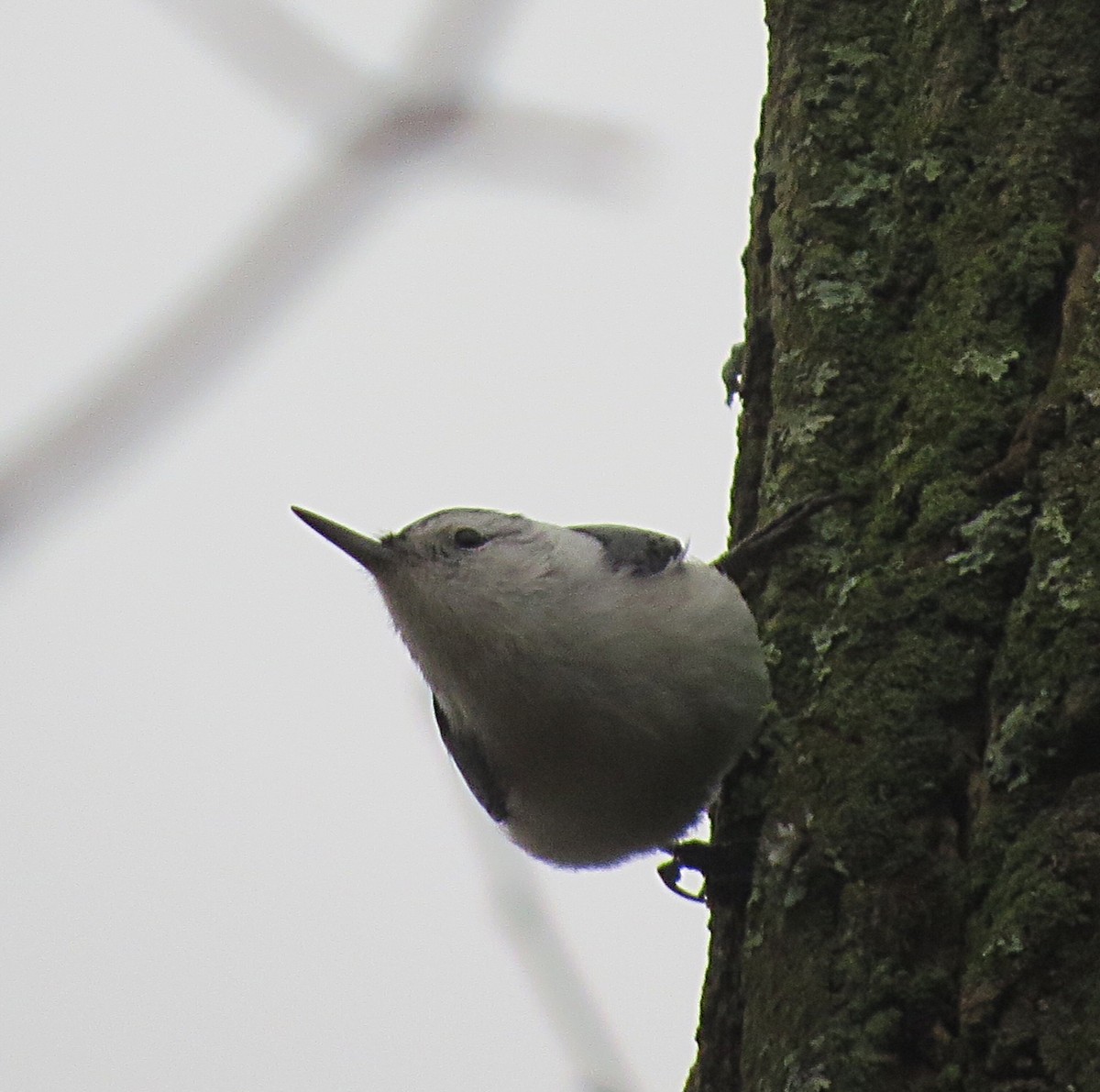 White-breasted Nuthatch - ML44275231