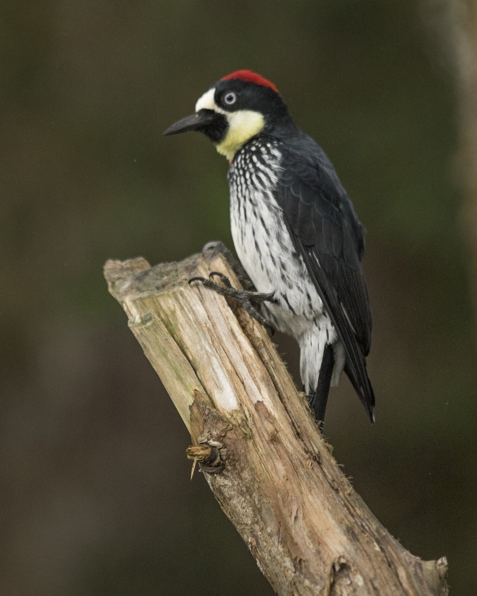 Acorn Woodpecker - Ken Langelier