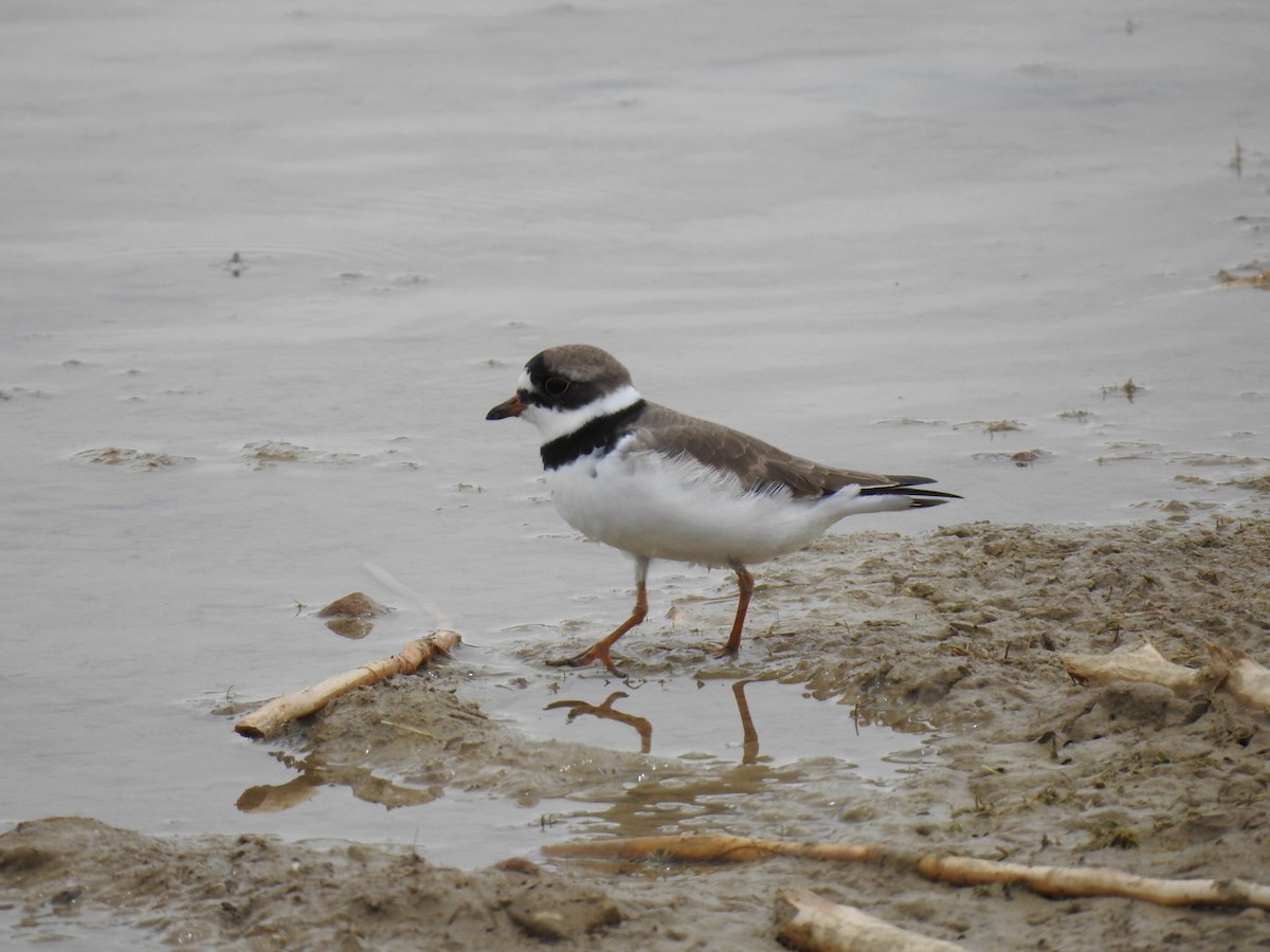 Semipalmated Plover - ML442753651