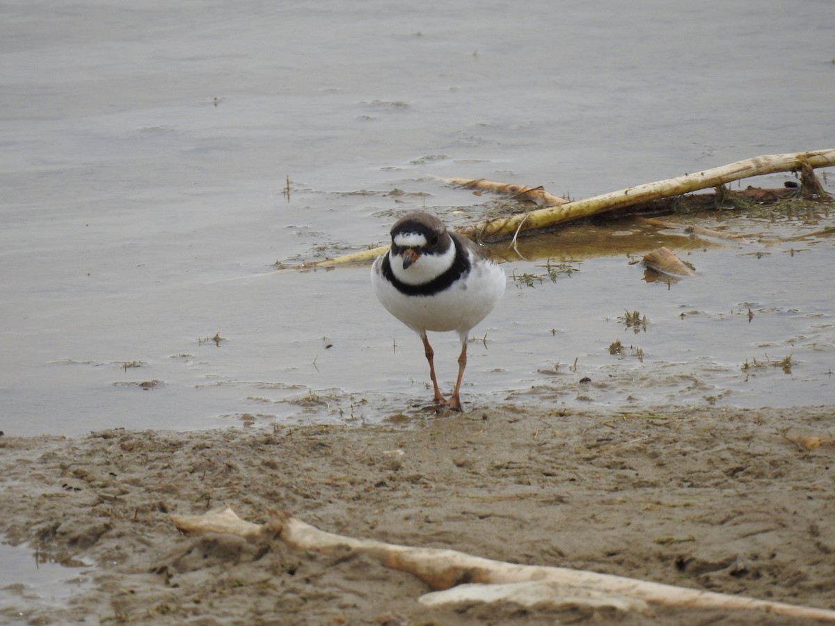Semipalmated Plover - ML442753661