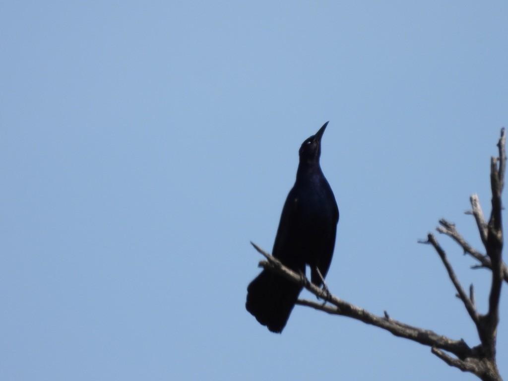 Boat-tailed Grackle - LF Melliny