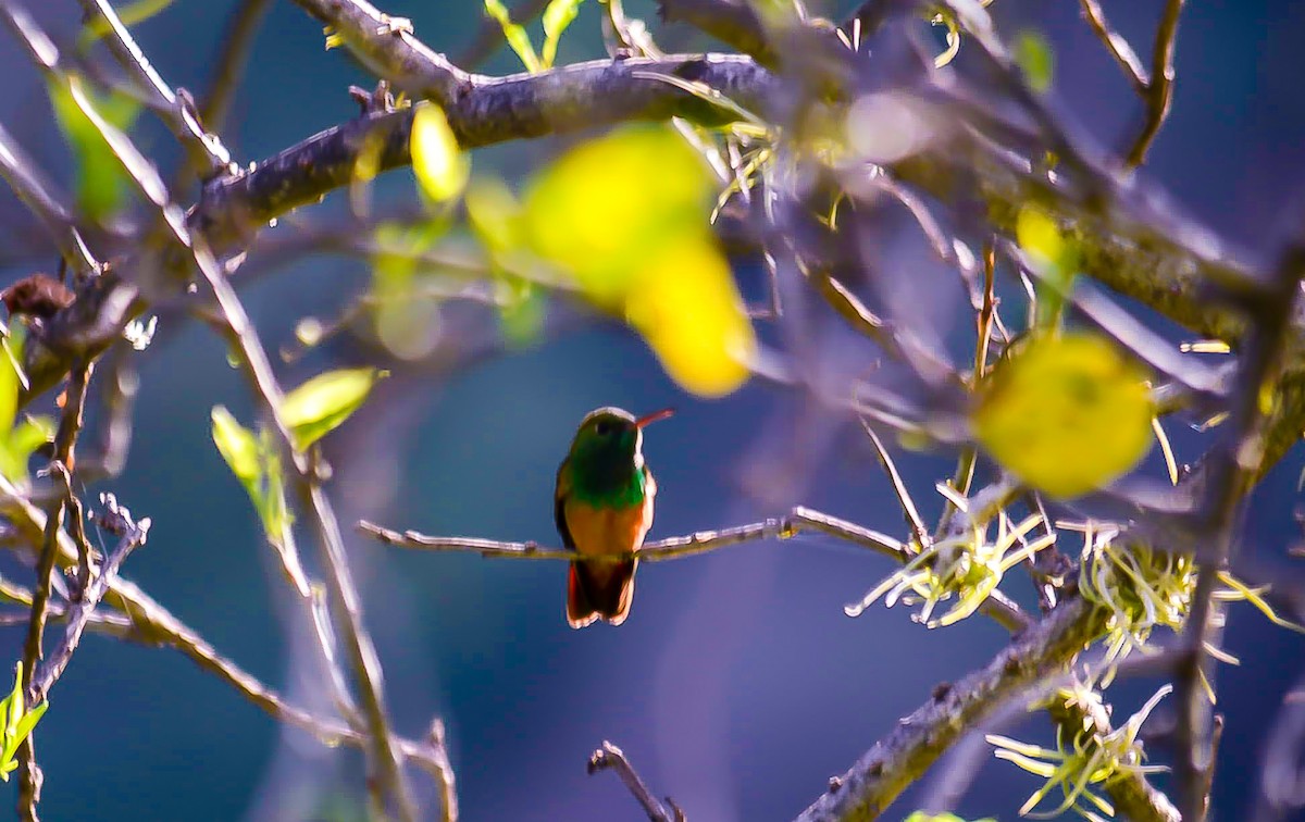 Chestnut-bellied Hummingbird - ML442754701