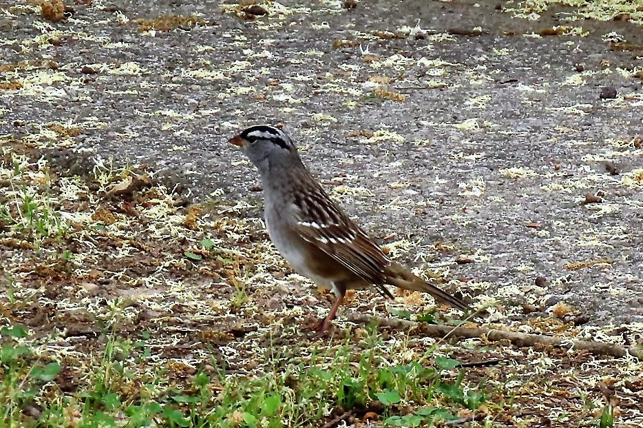 White-crowned Sparrow - ML442754741