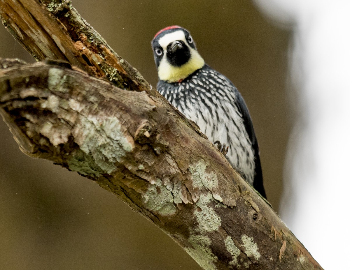 Acorn Woodpecker - Ken Langelier