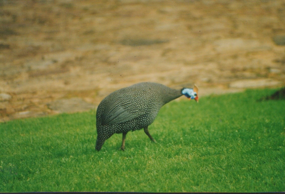 Helmeted Guineafowl - ML442756951