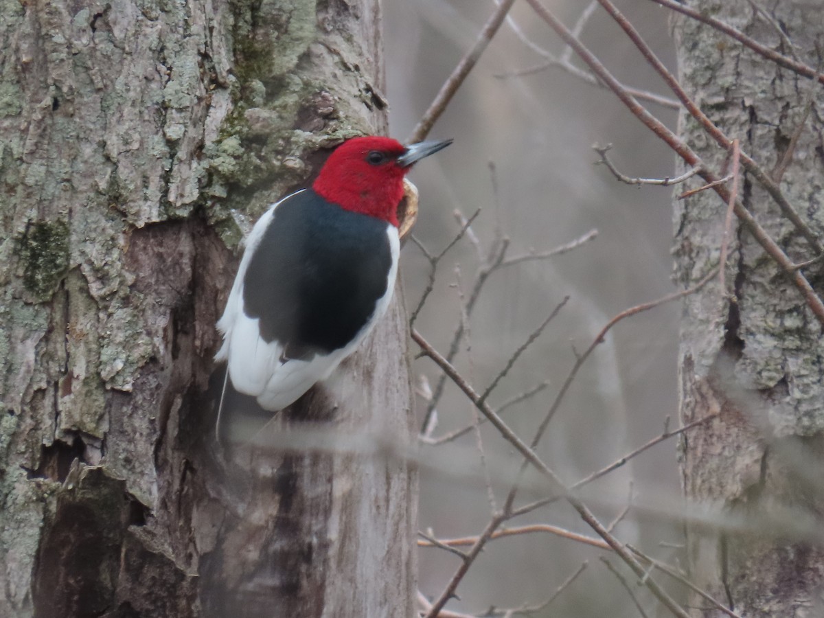 Red-headed Woodpecker - ML442758061