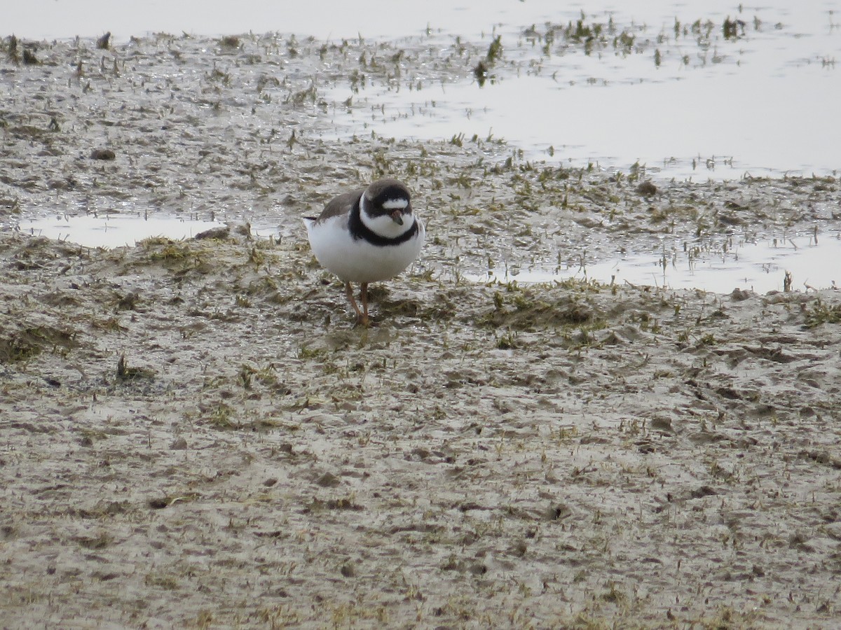 Semipalmated Plover - ML442759031