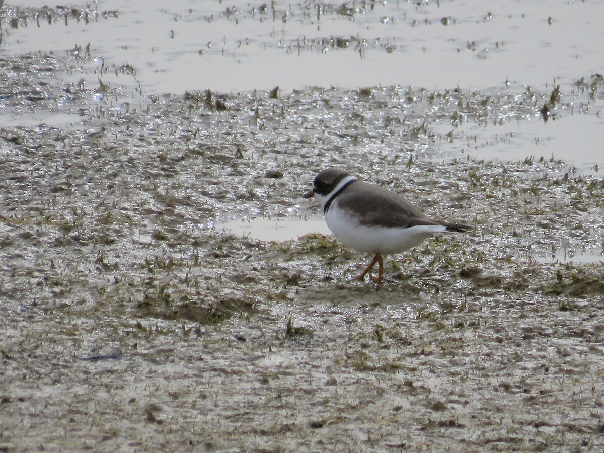Semipalmated Plover - Rodene Harwood