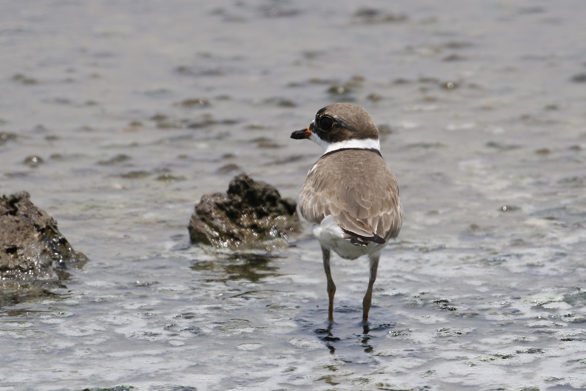 Semipalmated Plover - ML442766291