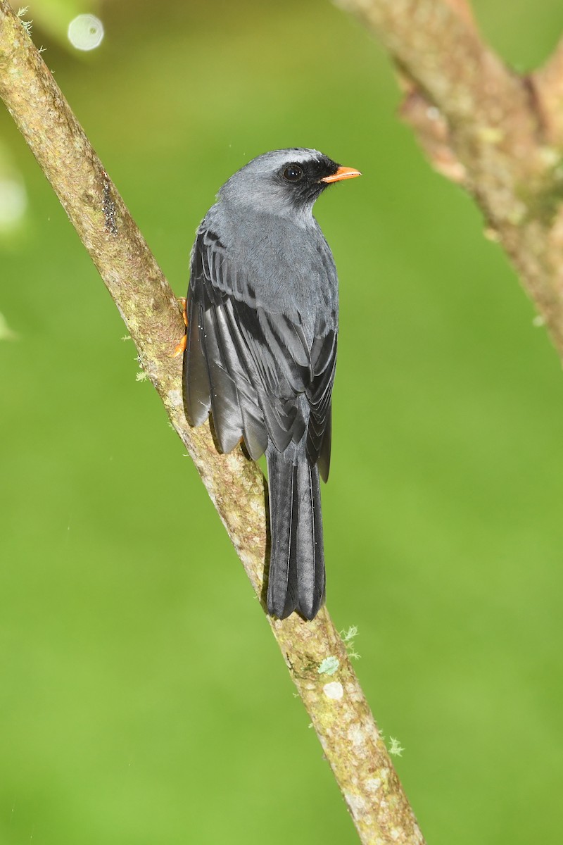 Black-faced Solitaire - ML44276811