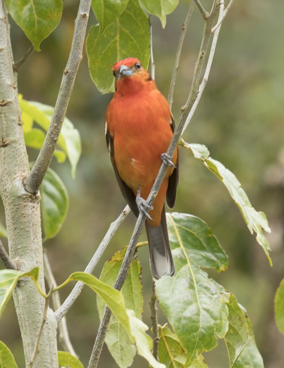 Flame-colored Tanager - ML44277151