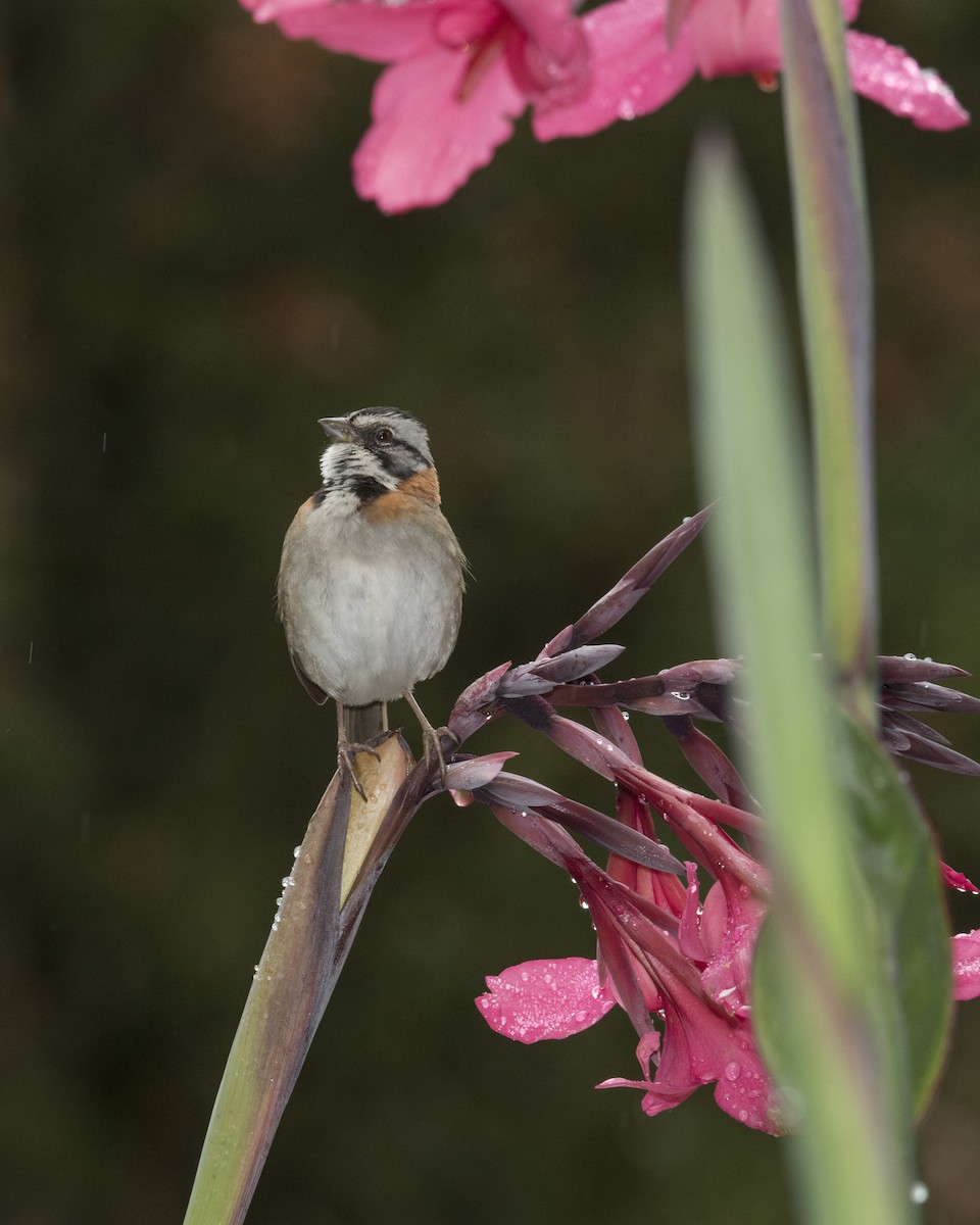 Rufous-collared Sparrow - ML44277401