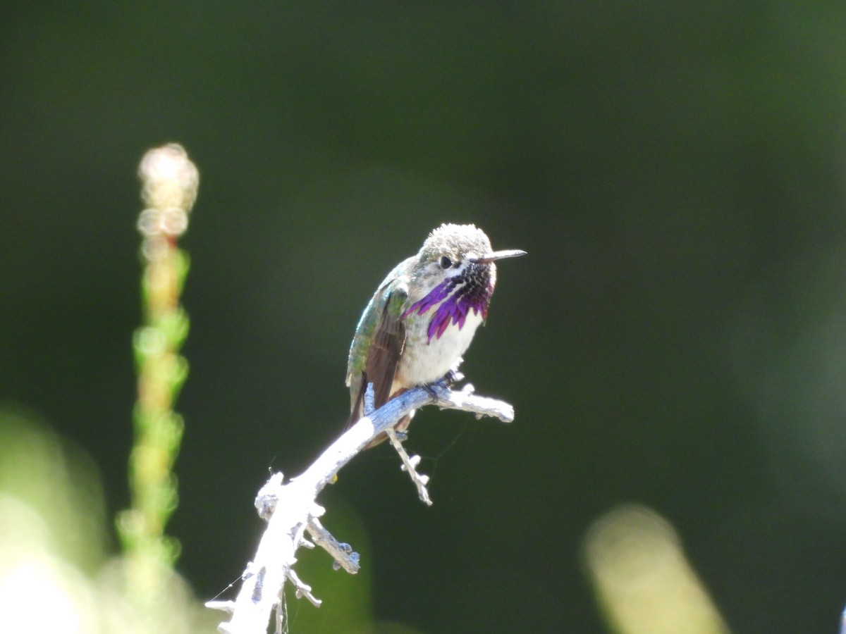 Calliope Hummingbird - ML442777551