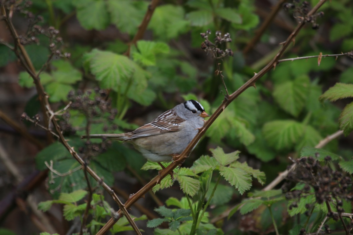White-crowned Sparrow - ML442778521