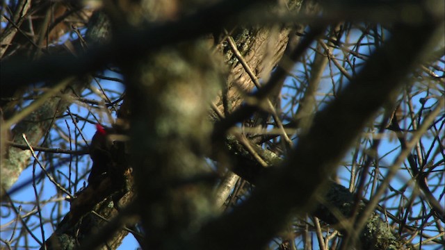 Pileated Woodpecker - ML442780