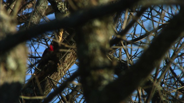 Pileated Woodpecker - ML442781