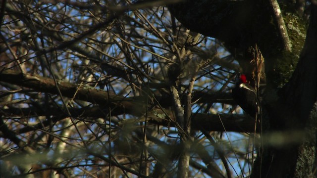 Pileated Woodpecker - ML442782