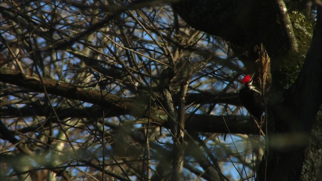 Pileated Woodpecker - ML442783