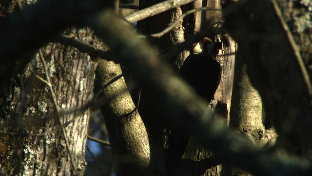 Pileated Woodpecker - ML442784