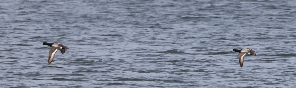 Greater Scaup - ML442784961