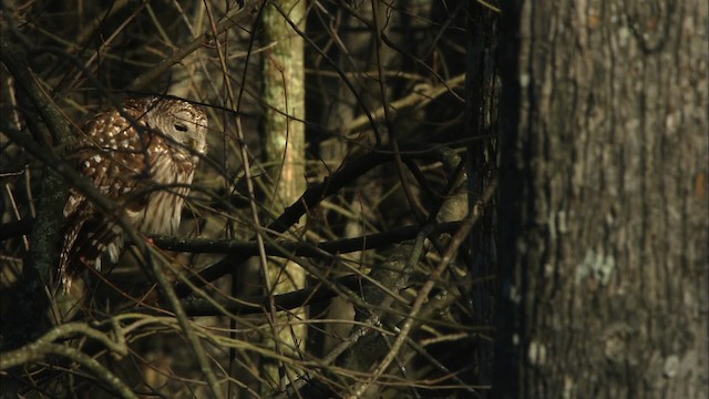 Barred Owl - ML442785