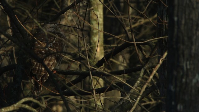 Barred Owl - ML442787