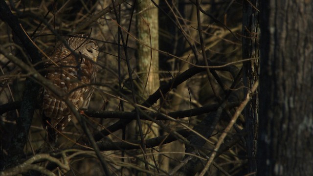 Barred Owl - ML442788