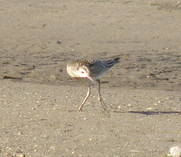 Little Curlew - ML44279021
