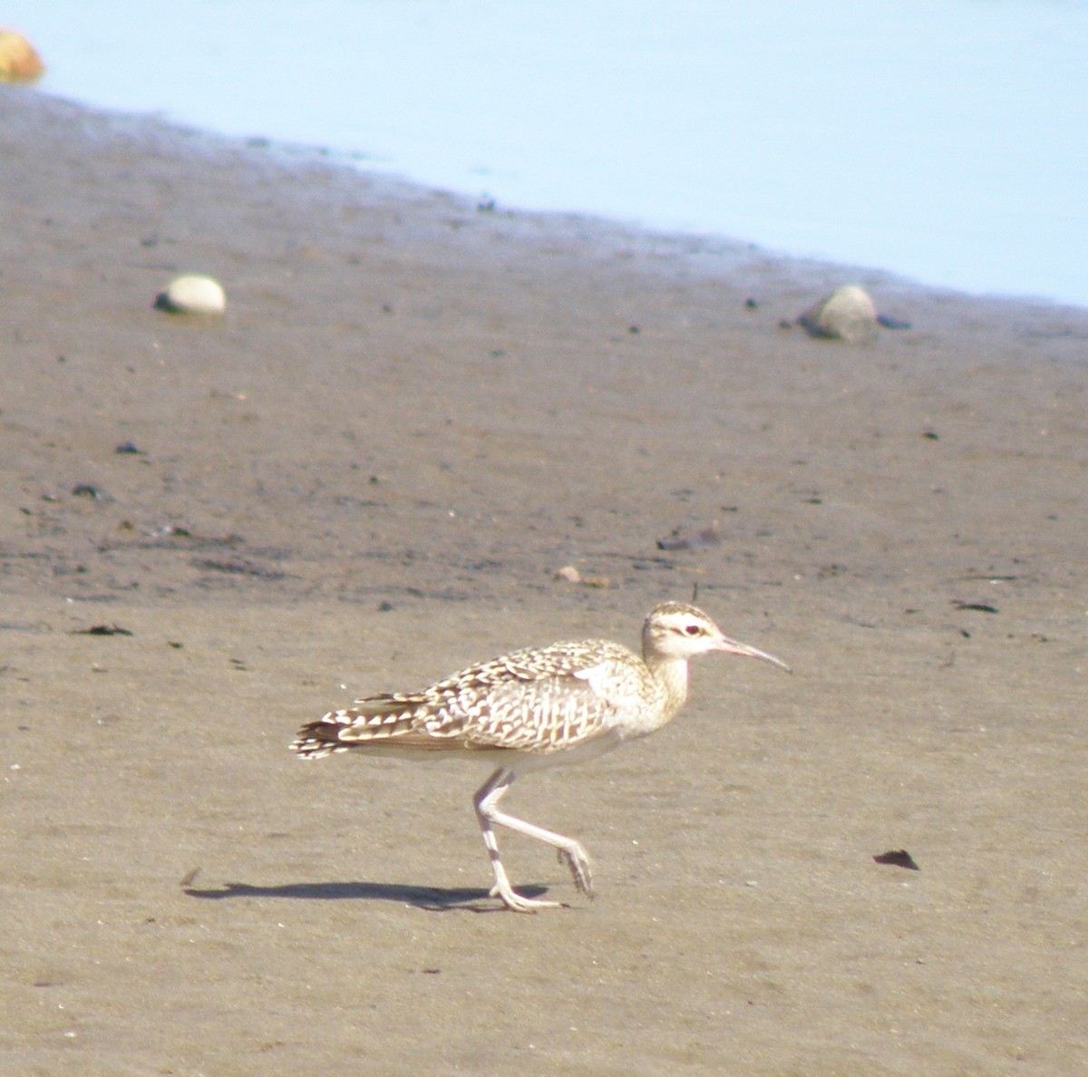 Little Curlew - ML44279031