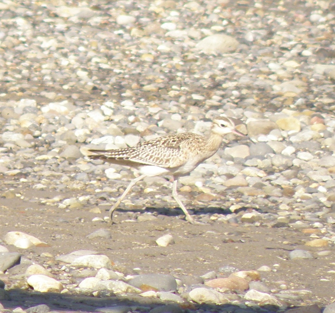 Little Curlew - ML44279041