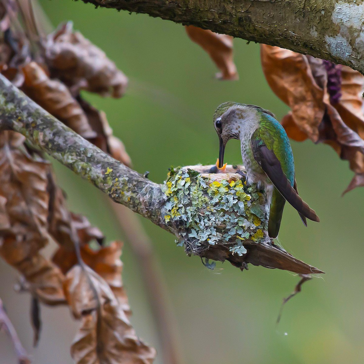 Anna's Hummingbird - tara lemezis