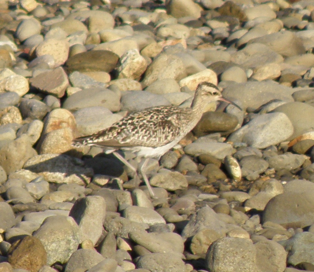 Little Curlew - ML44279551