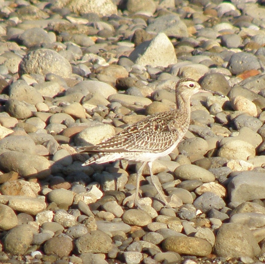 Little Curlew - ML44279601