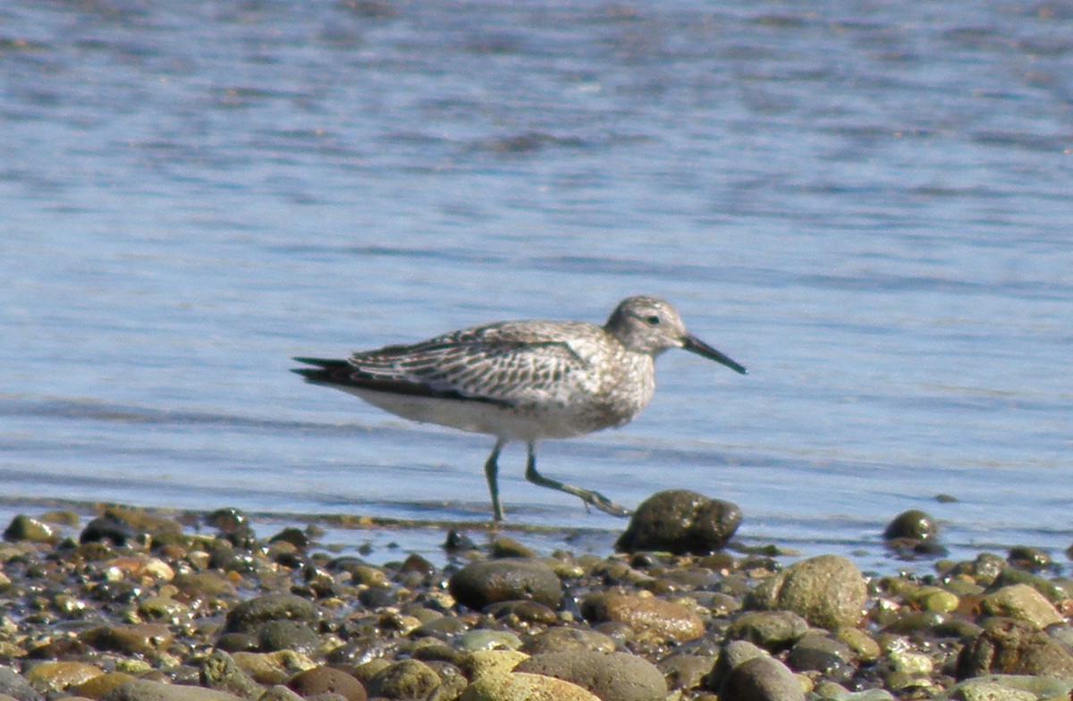 Great Knot - ML44280501