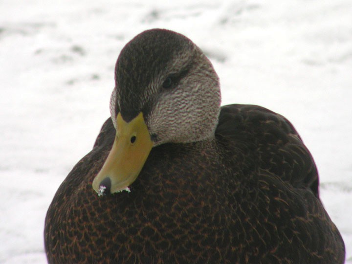 Wisconsin Breeding Bird Atlas Checklist 18 Dec 2004 Lakeside Park 1 Species 0338