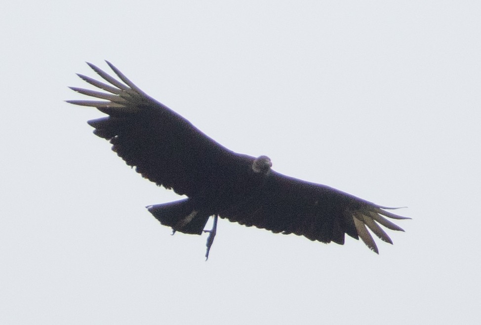 Black Vulture - ML442811741