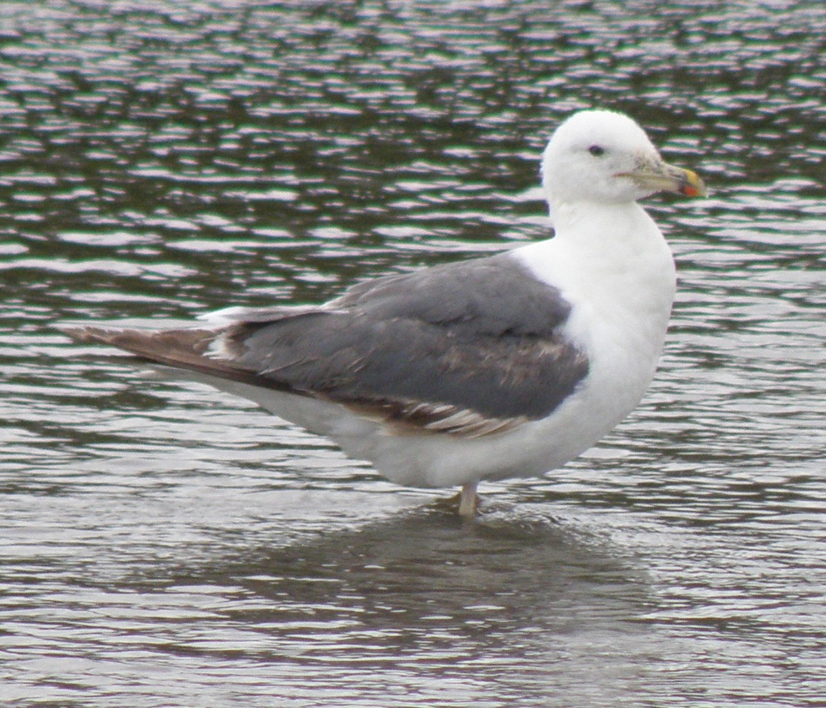 Lesser Black-backed Gull (Heuglin's) - ML44281221