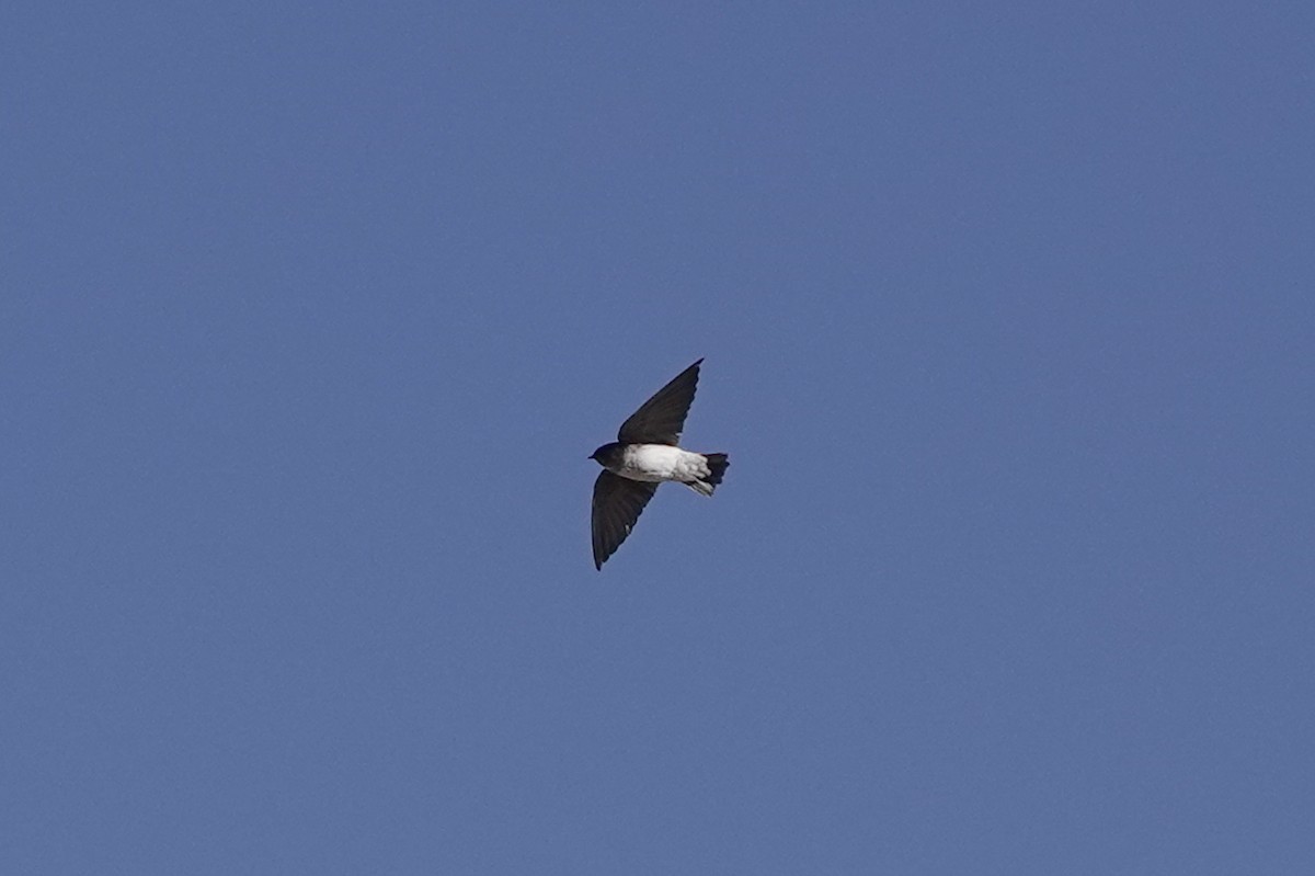 Andean Swallow - ML442816861